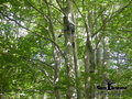 grimper_dans_les_arbres.jpg